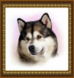 Z-159 Алмазная мозаика "Маламут" (DIY)