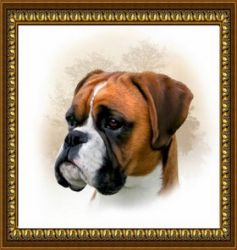 Z-163 Алмазная мозаика "Боксер" (DIY)