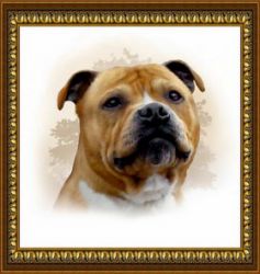 Z-174 Алмазная мозаика "Стаффордширский бультерьер" (DIY)