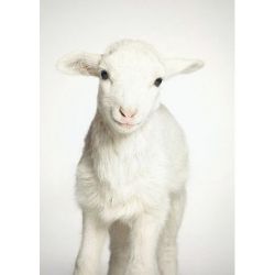 Маленькая овечка Ag 456