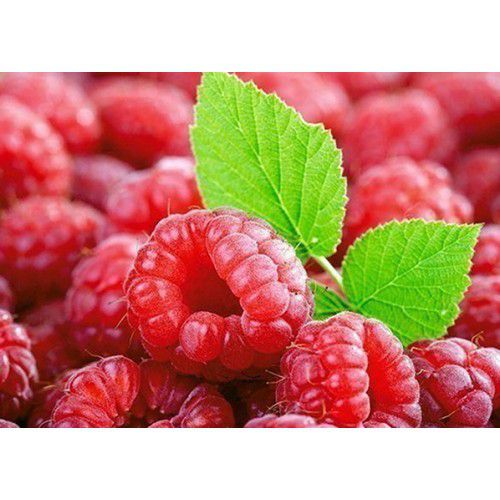 Алмазная мозаика Гранни "Малина (с веточкой)" Ag212