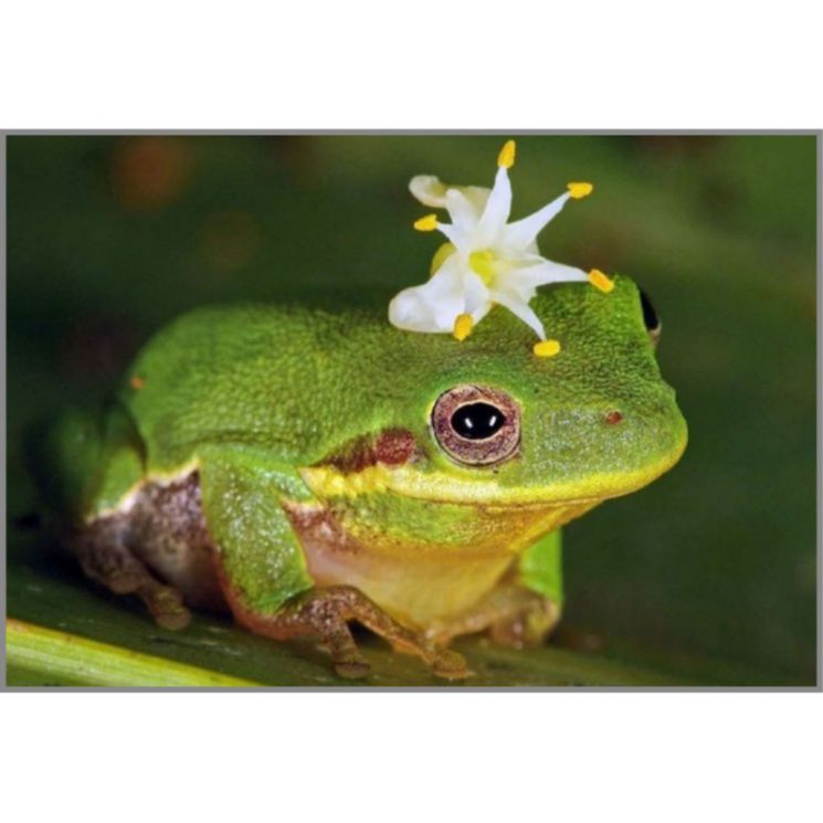 N-378 Алмазная мозаика Милато "Царевна лягушка"