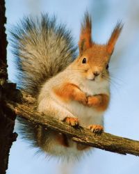 ИР60-60 Мозаика по фото Размер 60х60