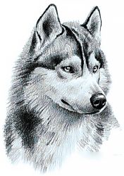 Ag 179 Алмазная мозаика Гранни "Потомок волков"