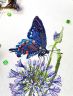 Набор для вышивания Марья Искусница "Синий махаон" 03.015.19