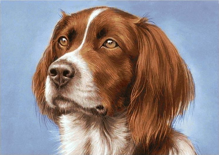 Ag 269 Алмазная мозаика Гранни "Сеттер"