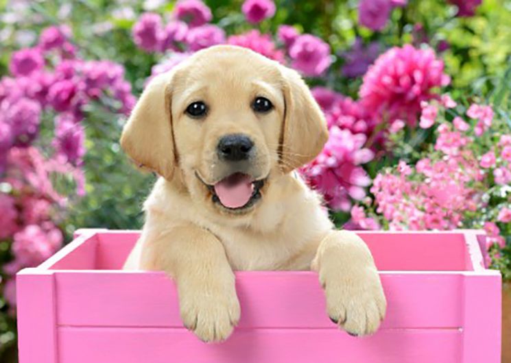 Ag 2414 Алмазная мозаика Гранни "Щенок лабрадора"